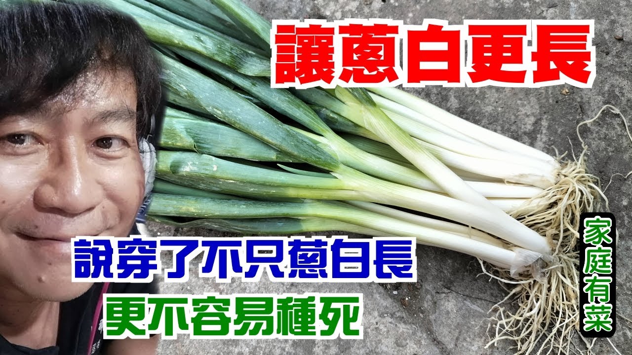 【家庭有菜】讓蔥白更長，種蔥不腐爛的好方法