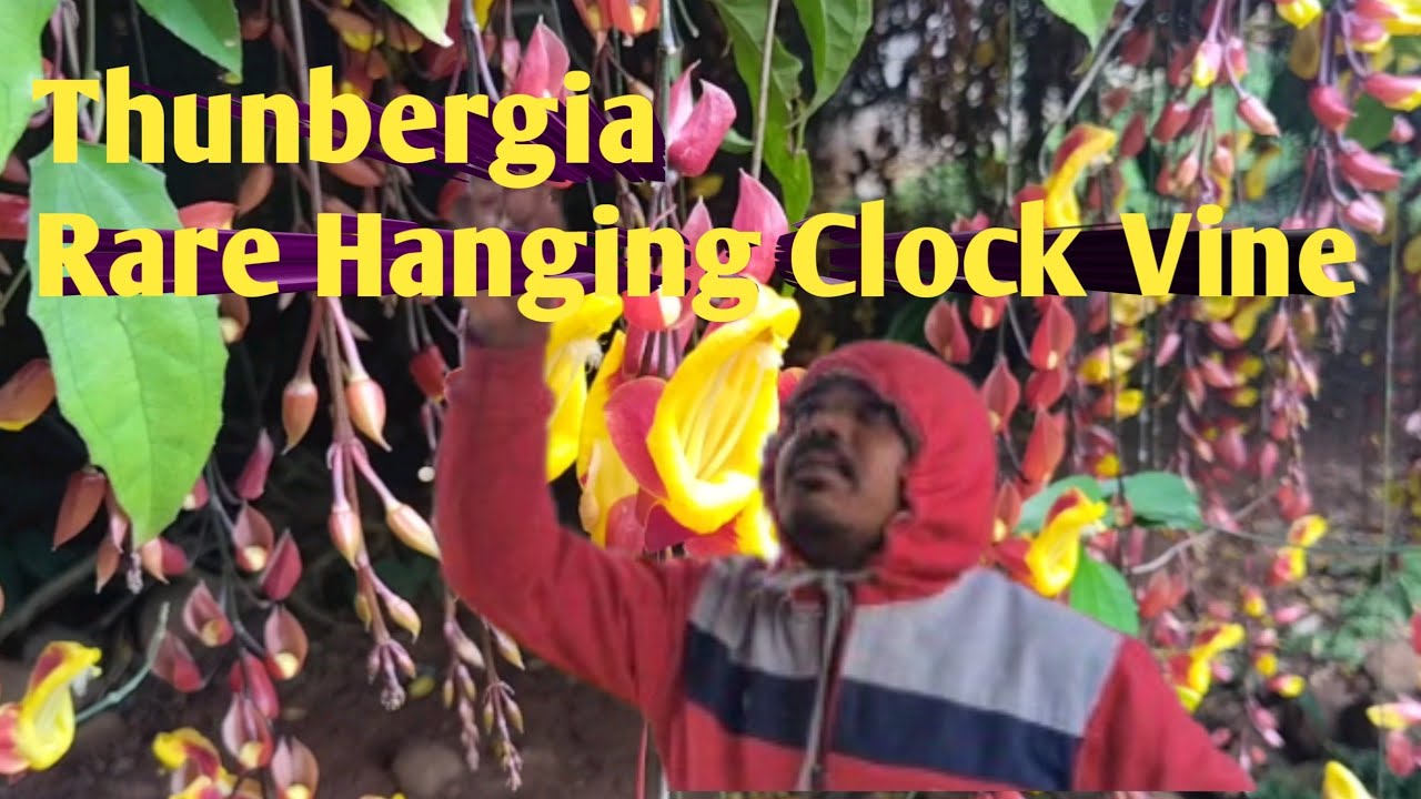DIscover the Exotic Unique Elegance of Clock Vine Flowers/Thunbergia