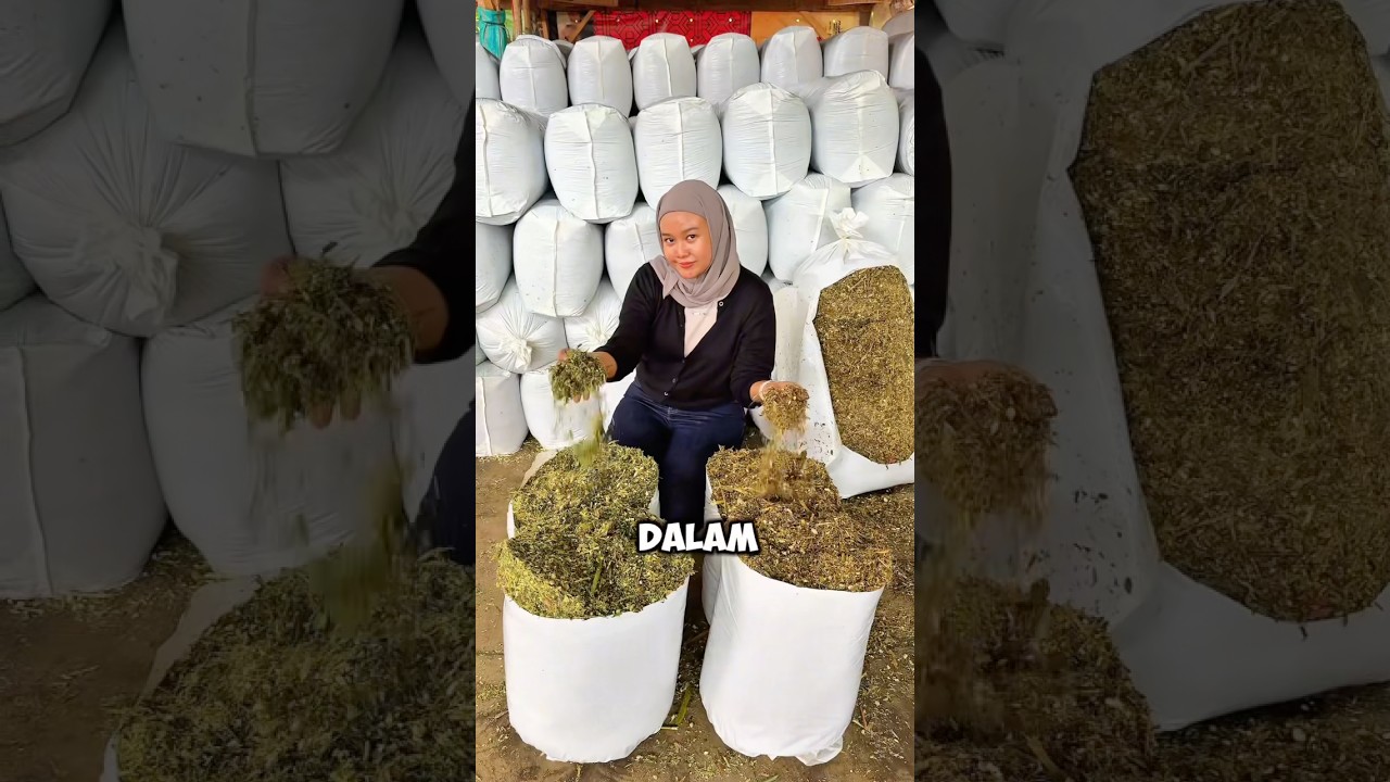 Toko pakan ternak ruminansia #silase #pertanian #agrikultur #petani #agriculture