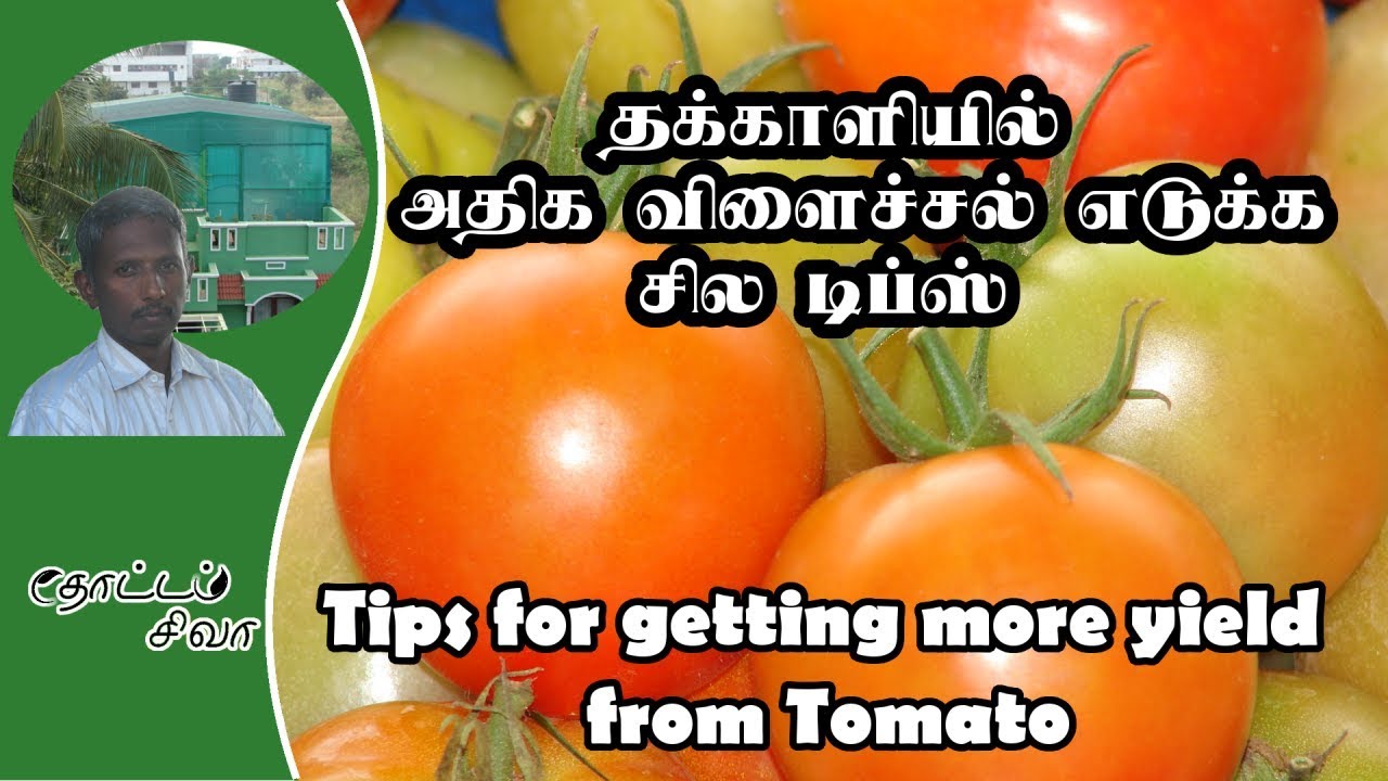 Tips for better yield from Tomato - தக்காளி செடியில் நல்ல விளைச்சல் எடுக்க சில டிப்ஸ்