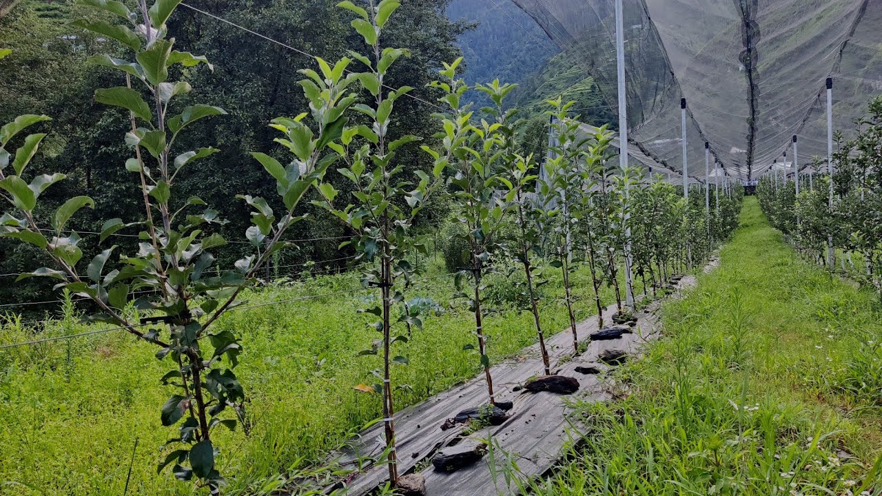 chip grafting result after 3 months. gala fenplus and fenzad red delicious on m9 rootstock.