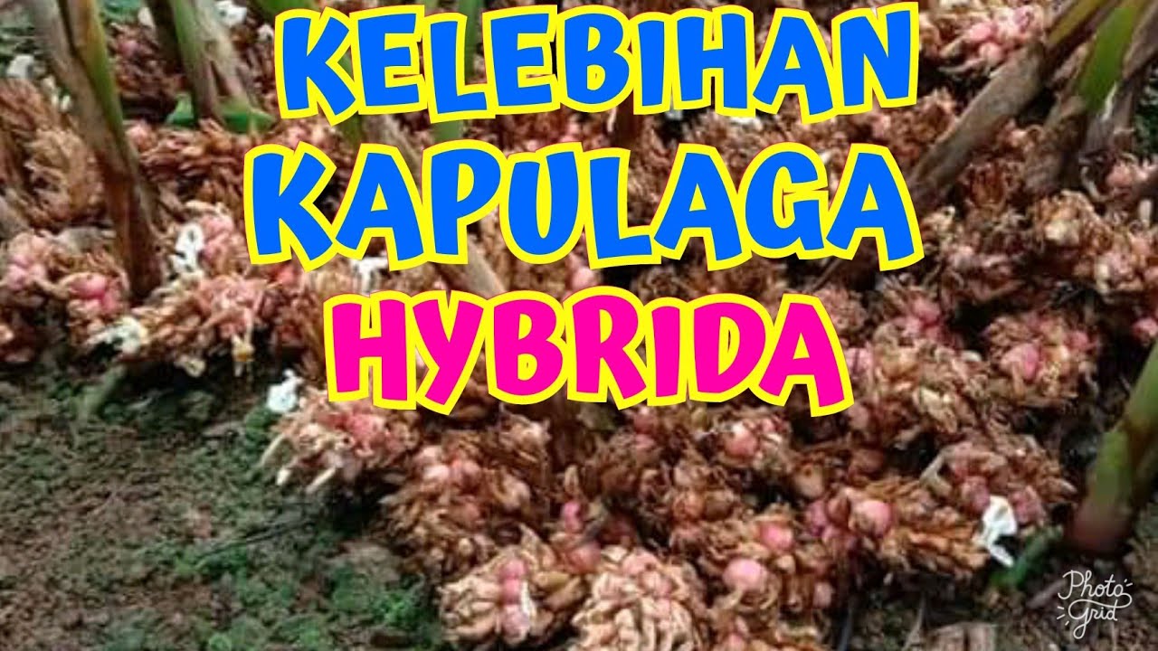 Kelebihan Kapulaga Hybrida