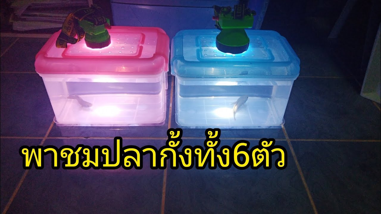 พาชมปลากั้งทั้ง6ตัว(Channa gachua)
