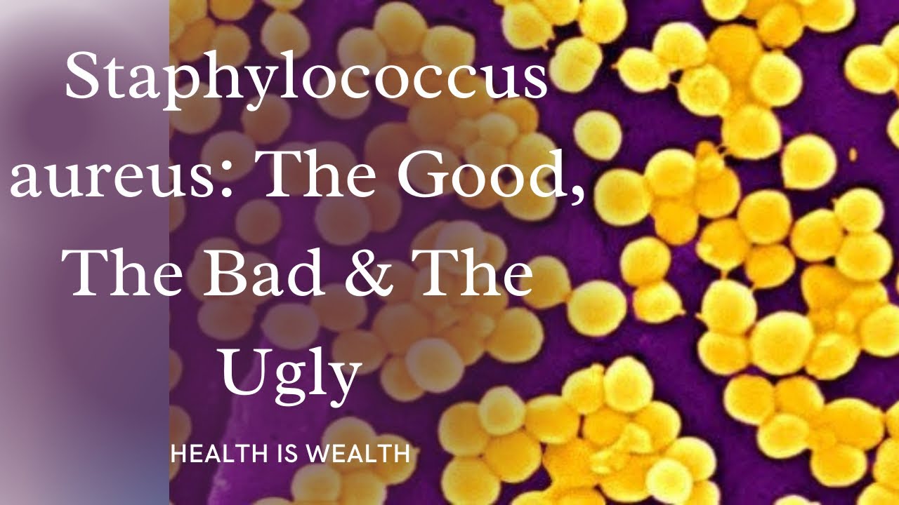 What is Staph aureus and how does it affect your health?
