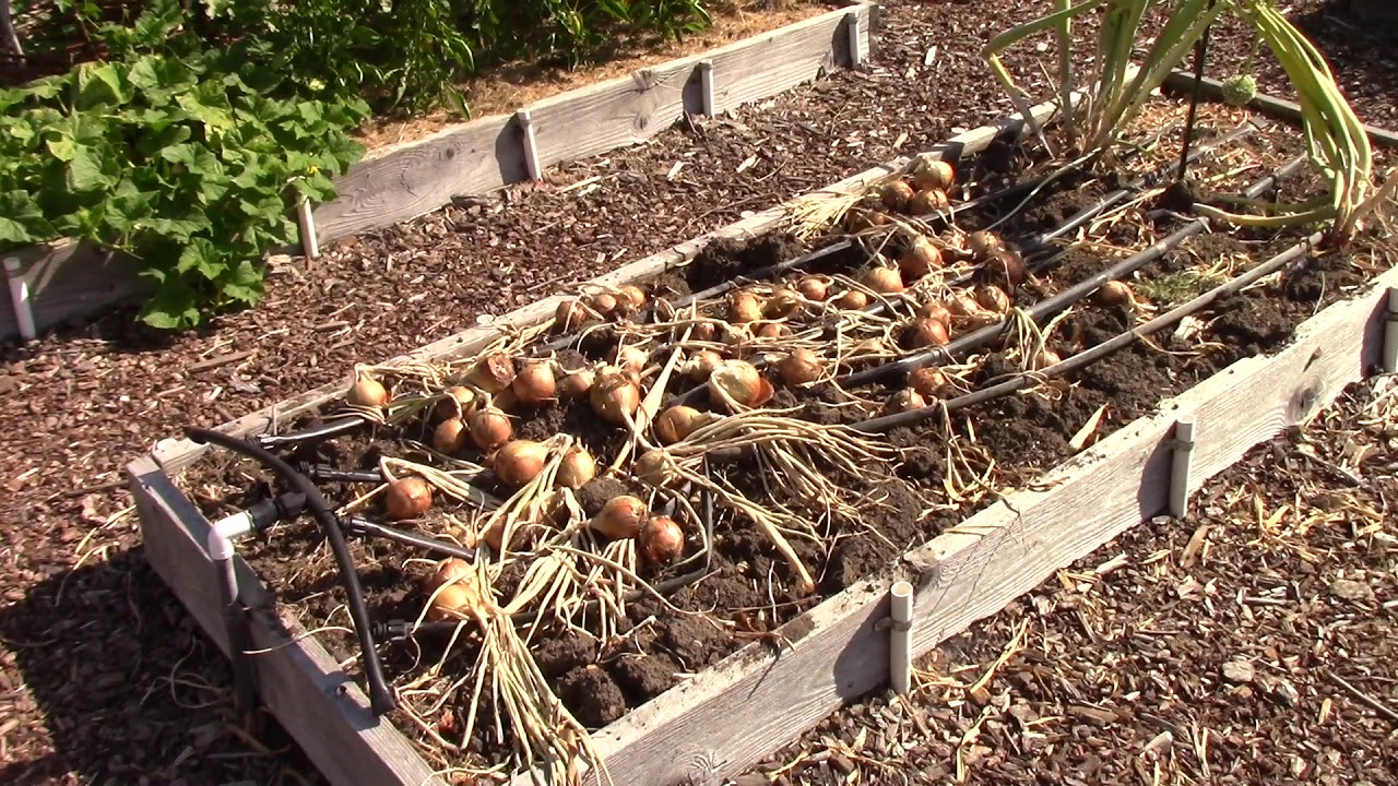 Vegetable Garden Tour - August: Everyone Can Grow A Garden (2018) #24