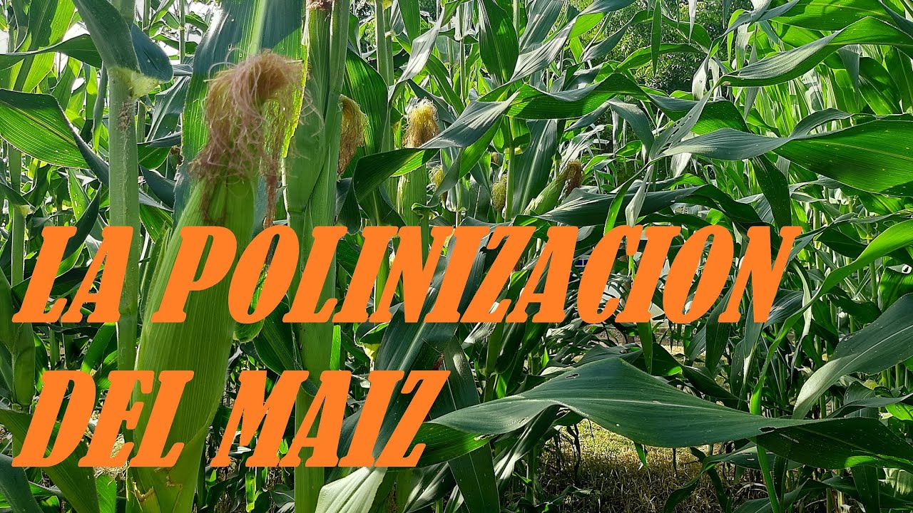 CONOCE COMO ES LA POLINIZACIÓN DEL MAÍZ