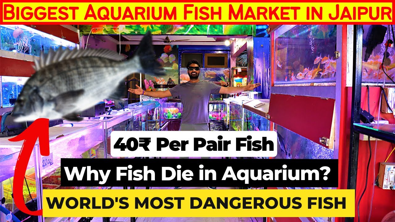 Fish Lovers: Biggest Aquarium Market in Jaipur | Why Fish Die in Aquarium | Fish Tank Price