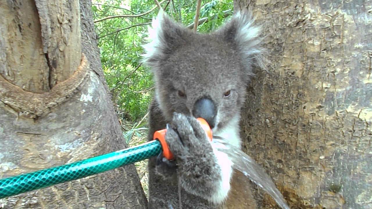 Koala drinking in Belair-catastrophic fire day, while fires burn in Belair National Park