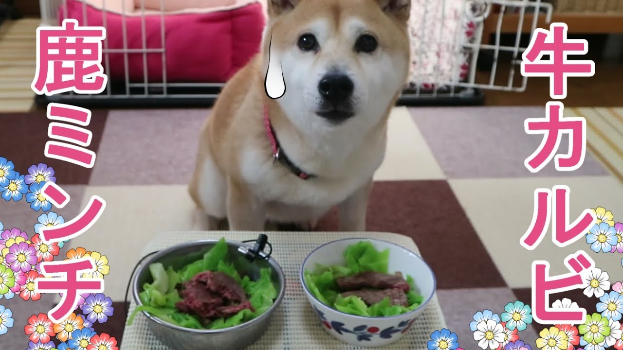 柴犬小春　【どっちがお好き？】ダブル大好物を目の前に並べられた柴犬はブレーキ崩壊寸前！Which do you like better?飯テロ・ASMR