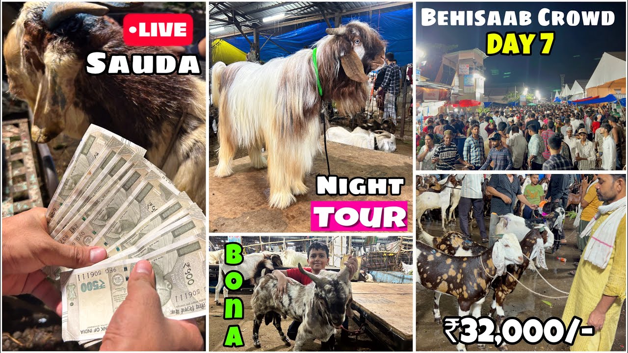 Deonar bakra mandi DAY 7 late night full tour aur live sauda