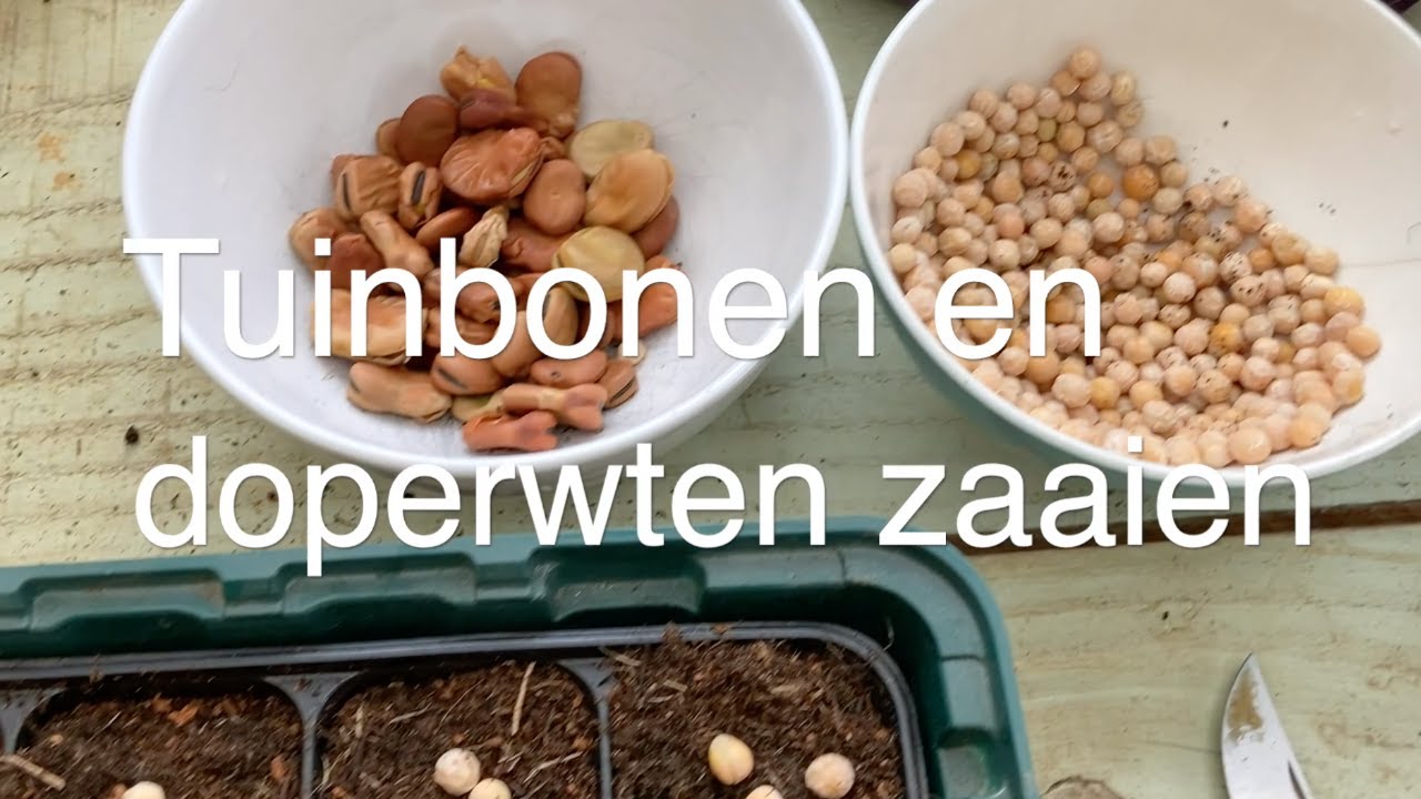 Ini's Moestuin #127  - Doperwten en tuinbonen voorzaaien. Maar te vroeg om zoete aardappel kweken.