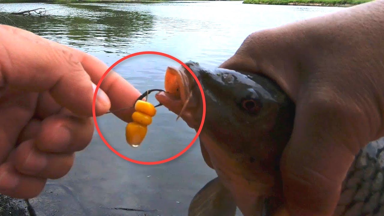LA MEJOR CARNADA PARA CARPA (AJO CON SAL) , Pesca con maiz