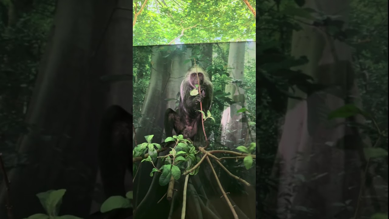 Human Family Tree: Monkeys Primates Exhibition 2025