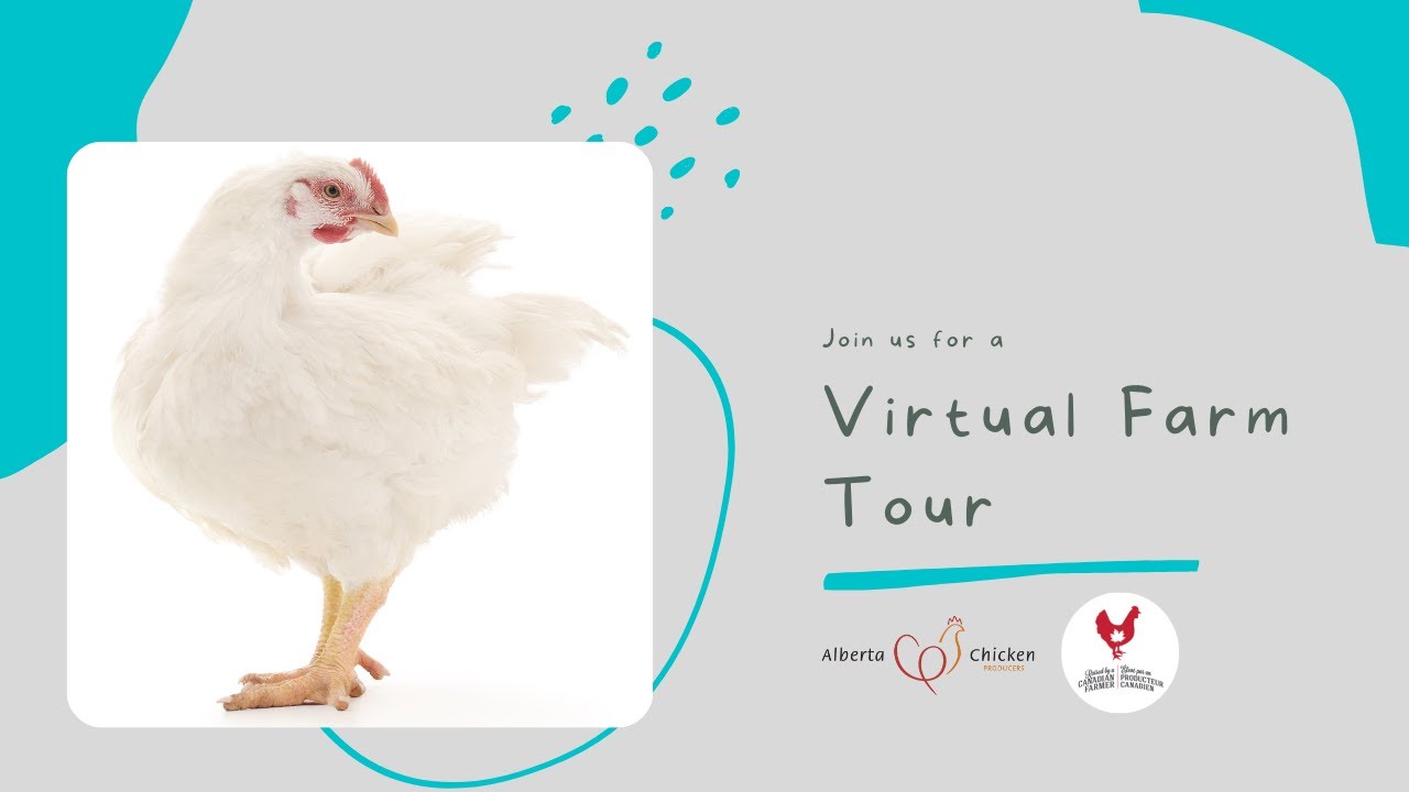 Virtual Farm Tour - Southern Alberta Broiler (Chicken) Farm