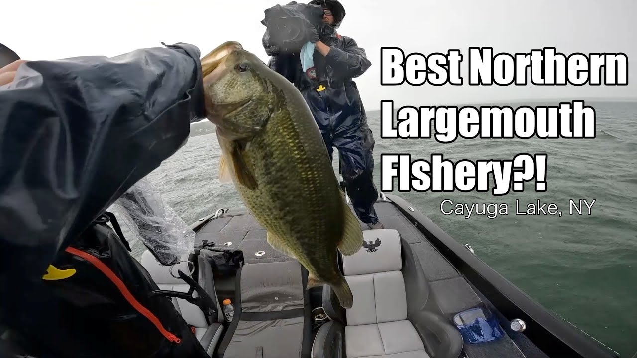 Giant Schools of Northern Largemouth! Cayuga Lake BPT Day 1