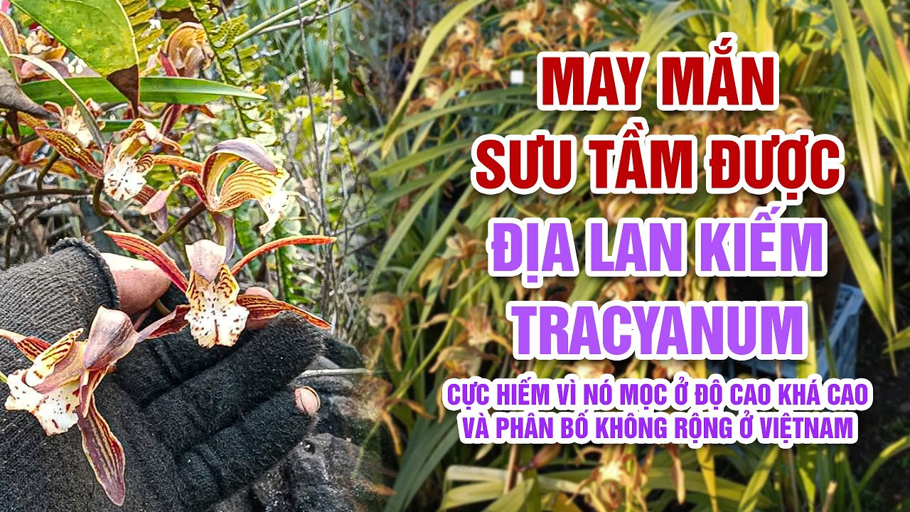 Cách Trồng Và Chăm Sóc Địa Lan Tracyanum Chuẩn Nhất Cho Người Mới