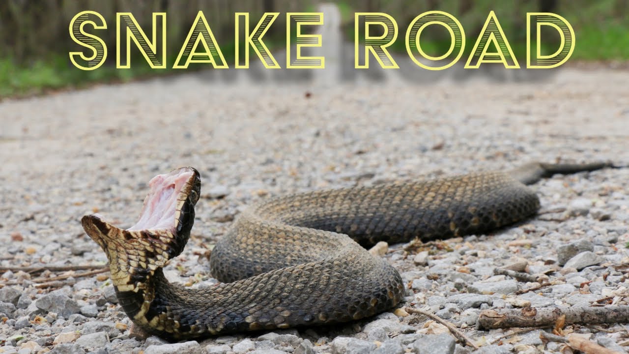 The Amazing Snake Road 2024. Herping Beautiful Southern Illinois.