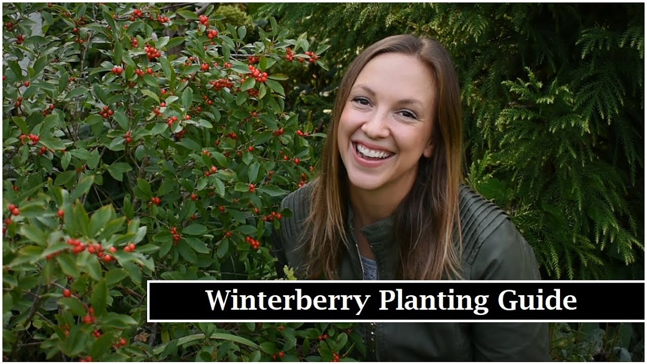 Winterberry Planting Guide // Planting Berry Poppins® Winterberry Holly // Northlawn Flower Farm