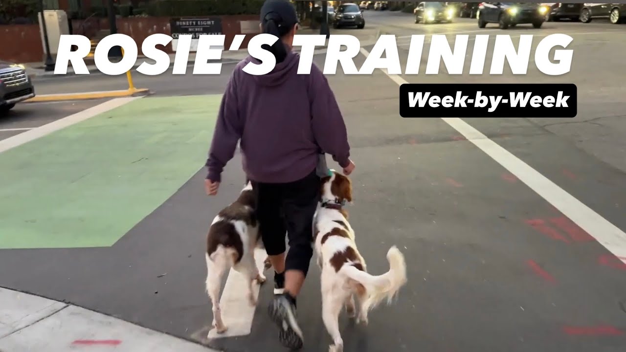 Rosie's Training - Week by Week (Off-Leash trained Brittany)