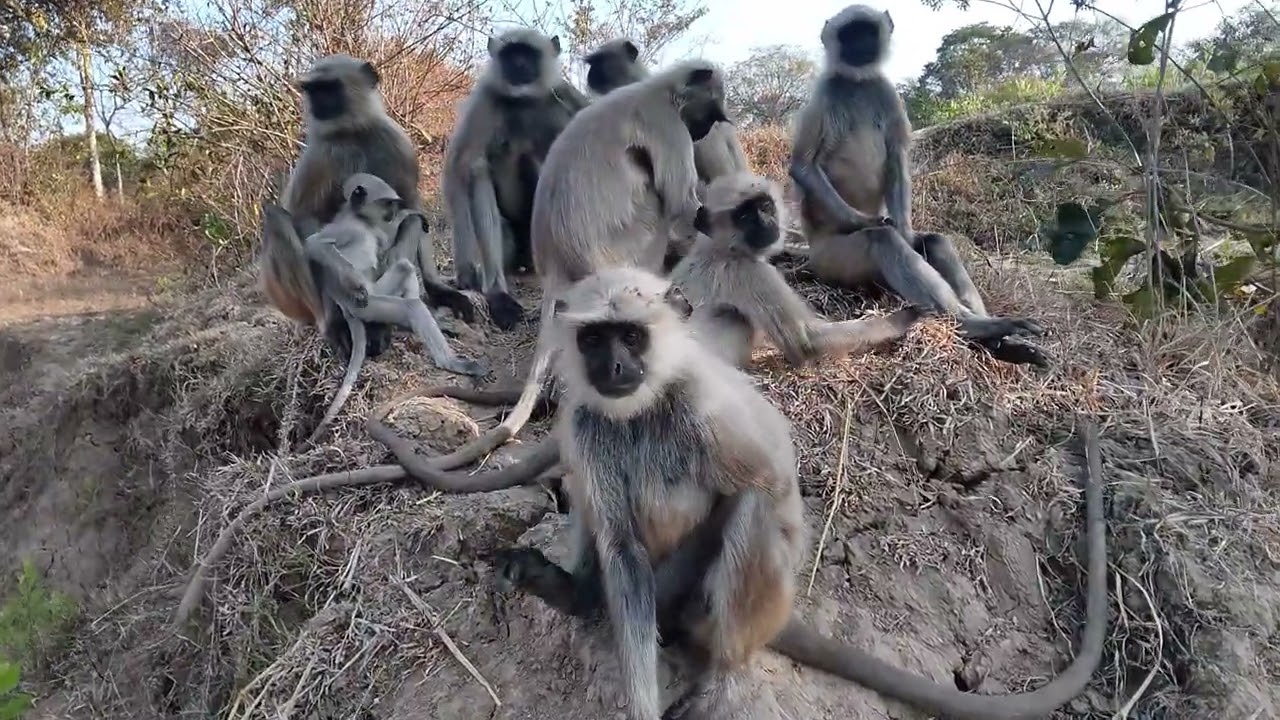 🚩Jay shee Hanuman🚩Monkay, Hanuman, Bandar, Funny, Video 🙏🙏🔥🔥🔥