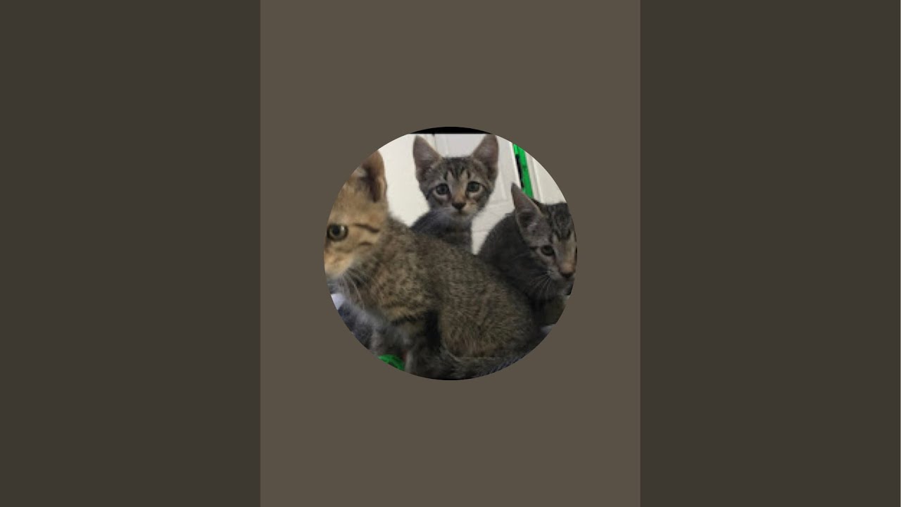 3 Musketeers Cats . MBJ is live!