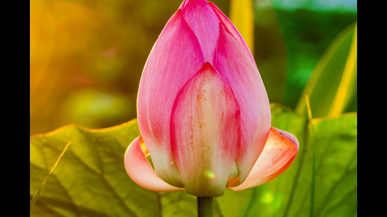 20 Affirmations To Fall Asleep To: Listen For Total Body Relaxation