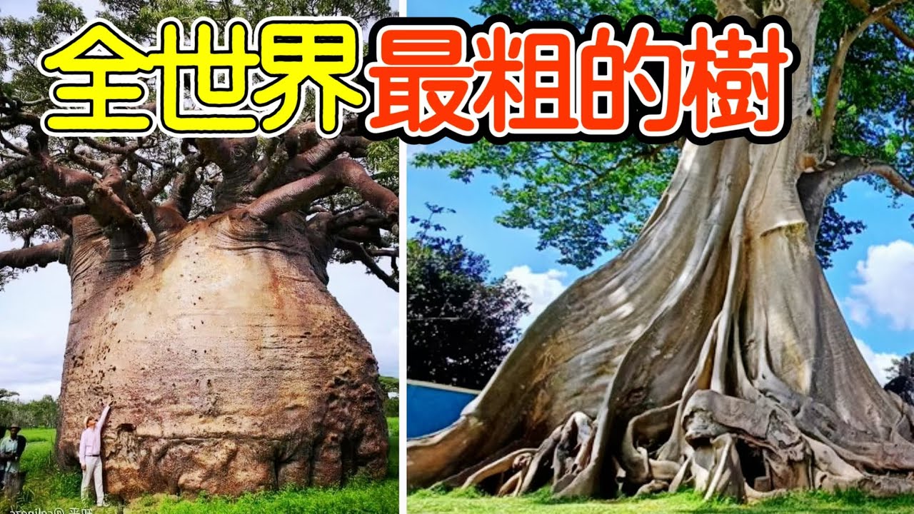 全世界最粗的十棵樹，第一名50個人都抱不住，世界上最粗的樹比房子还大，驚人的超級巨樹能颠覆你對樹木的認知。#最粗的樹 獵奇 奇趣 科普 #世界之最  #奇趣之最 #冷知識