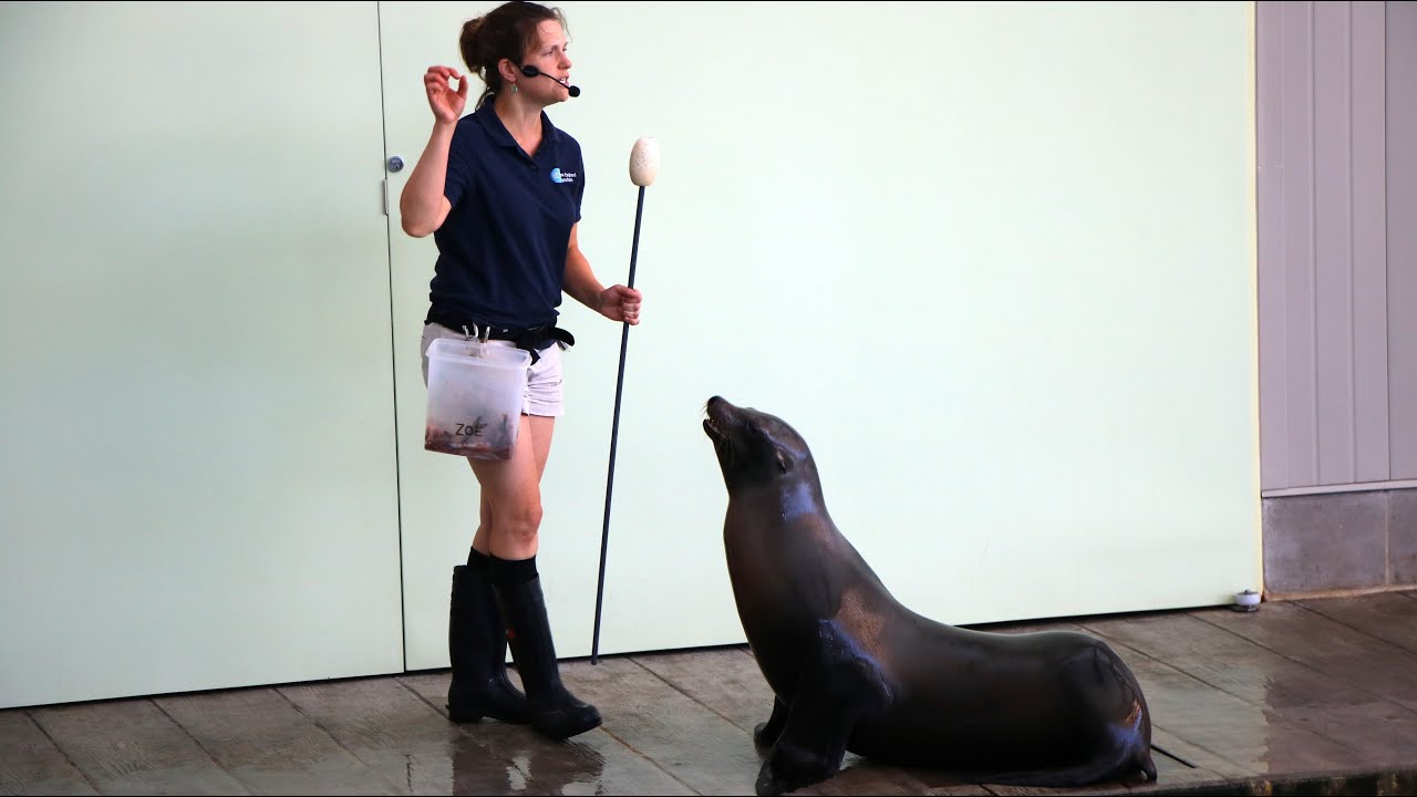 Fur Seal Training Session at the New England Aquarium