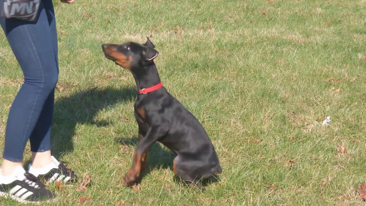 Super Doberman Puppy "Flex" 15 Wks Obedience Trained Personal Protection Dog For Sale