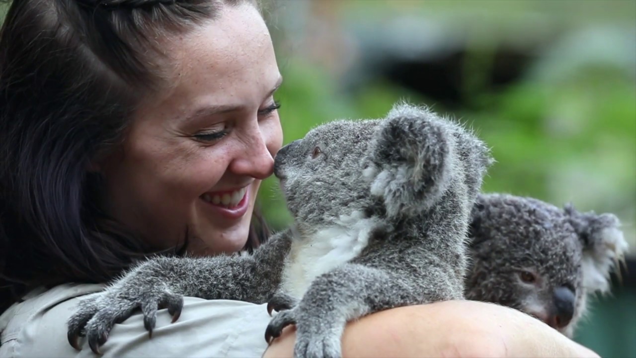 KOALA CUDDLES | The Australian Reptile Park