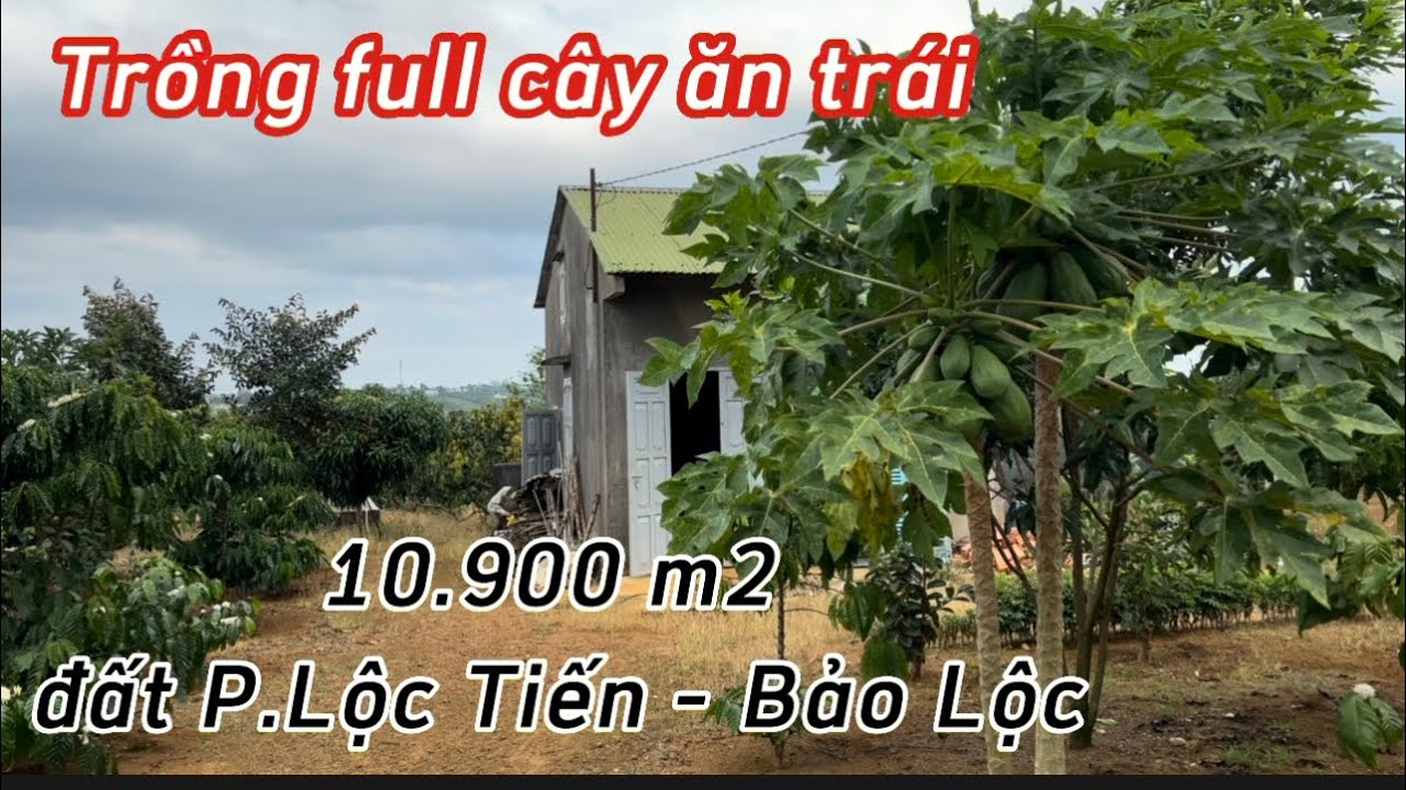 Kẹt tiền, Cần bán 1ha đất trồng full cây ăn trái tại p.Lộc Tiến , Bảo Lộc , Lâm Đồng