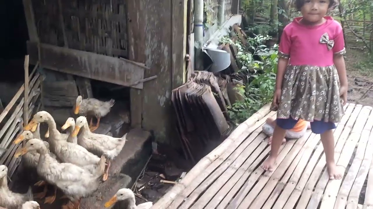 Kakak dan adik Melihat bebek diberi makan dikampung halaman