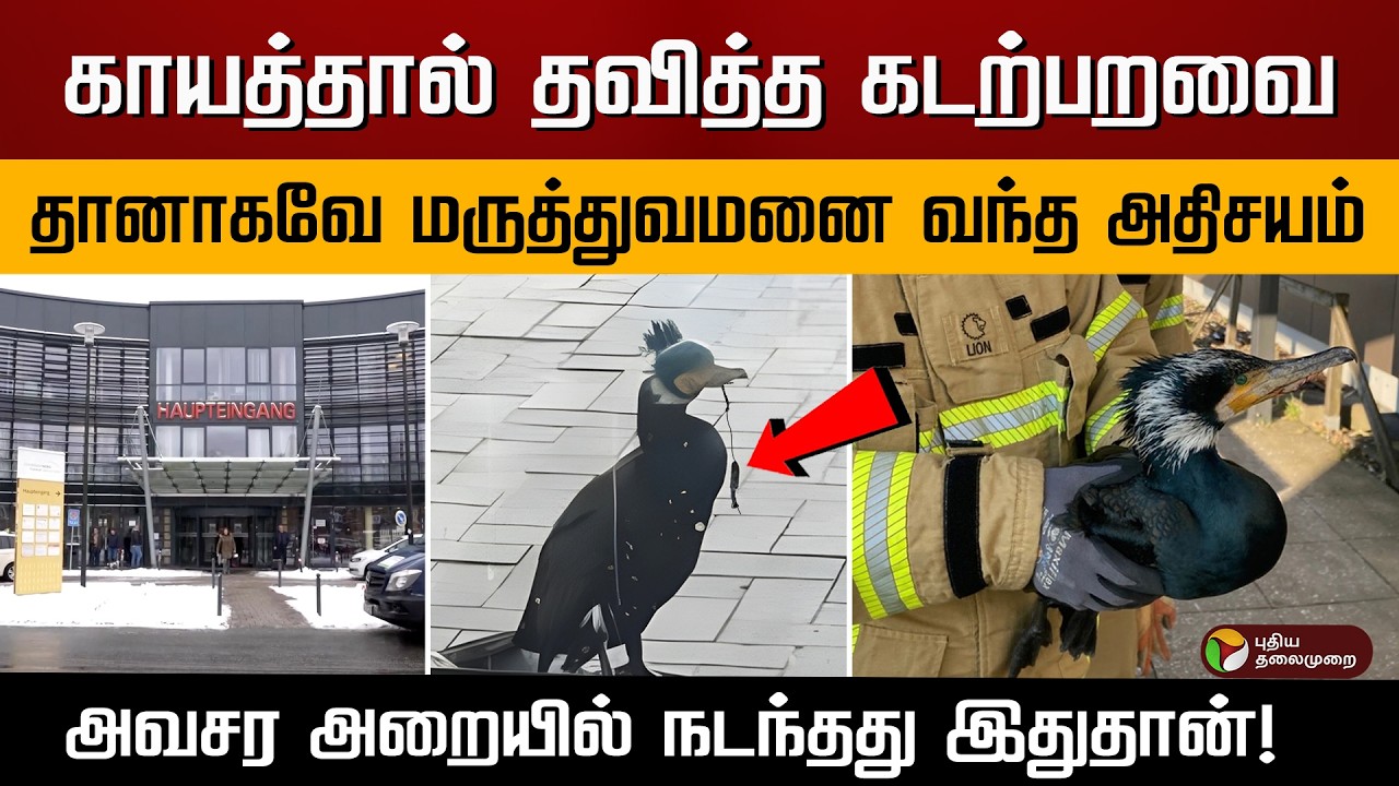 காயத்தால் தவித்த கடற்பறவை.. தானாகவே மருத்துவமனை வந்த அதிசயம்.. அவசர அறையில் நடந்தது இதுதான்! | PTD