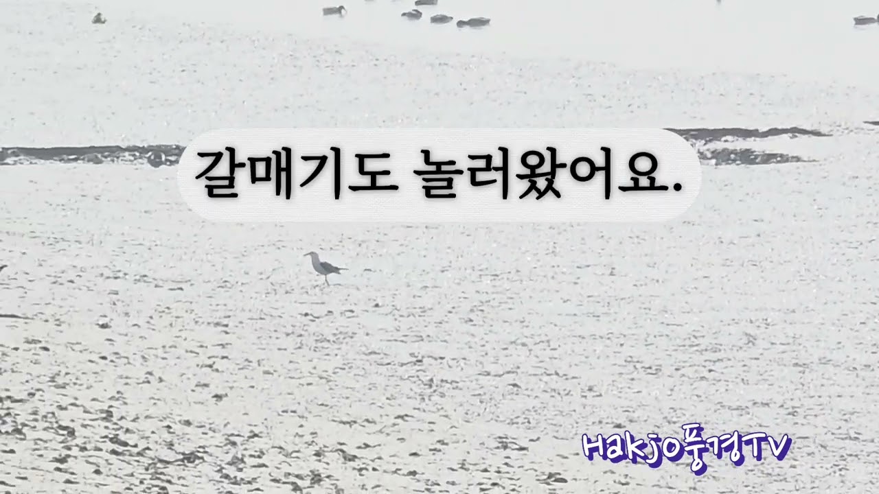 #평택호 근처바닷가풍경#가마우지#오리#갈매기#Seascape near Pyeongtaek Lake #Cormorant #Duck #Seagull
