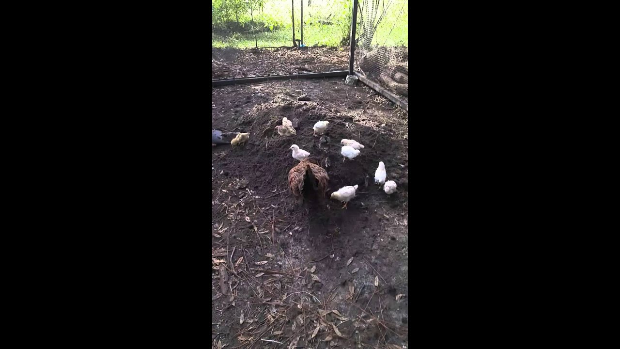 Americauna Hen with her two week old babies