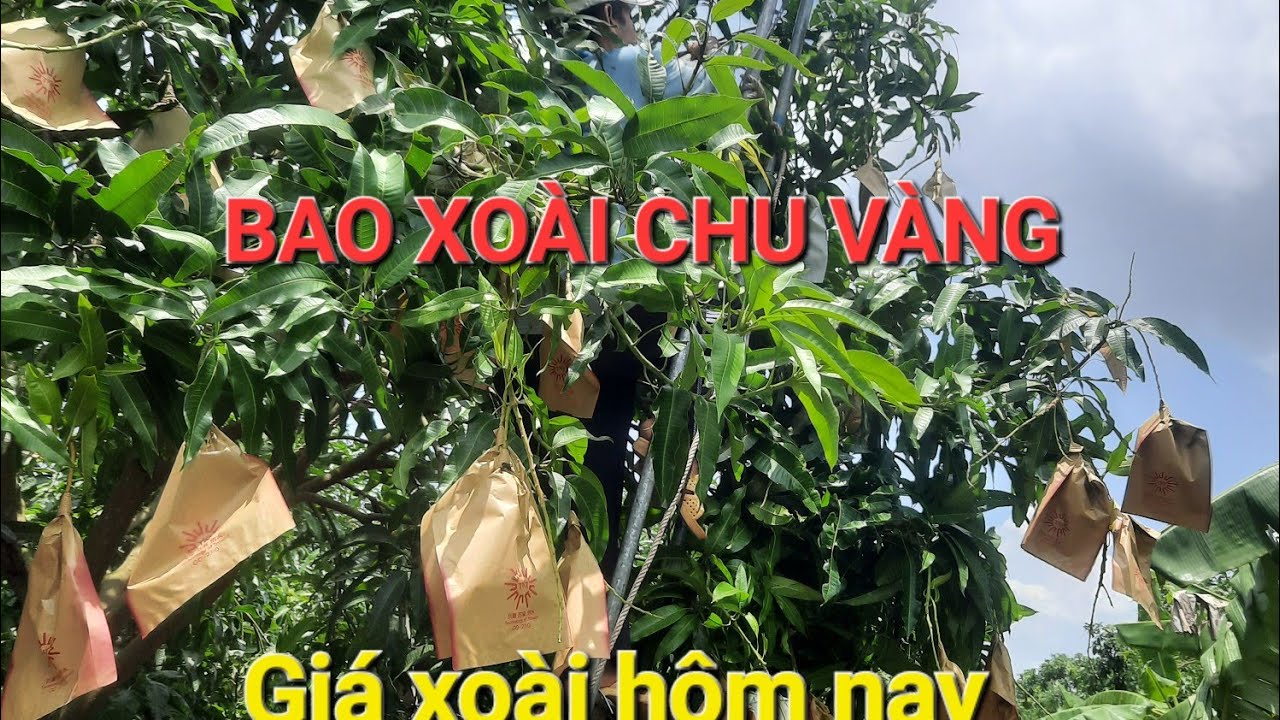 @tyxamvlog +Giá xoài đài loan , xoài chu + bao xoài chu vàng