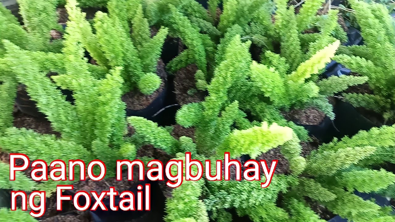 Ganito ang tamang pagbuhay ng Foxtail.