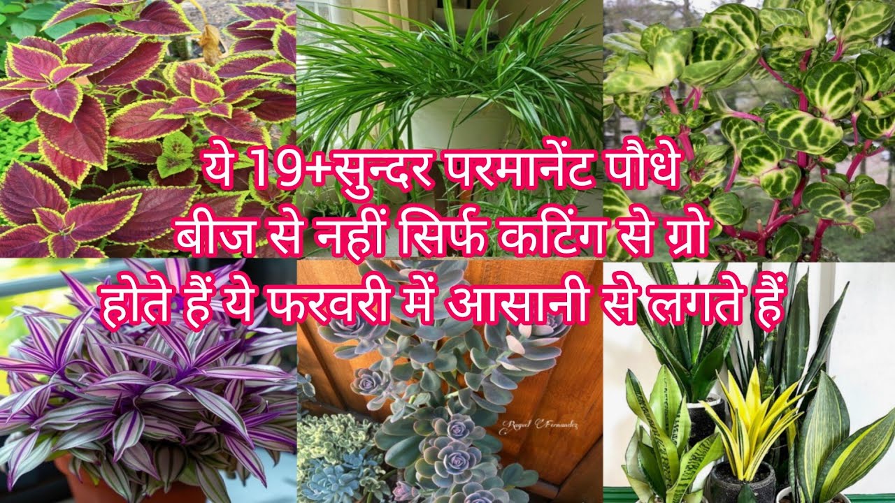 ये 19+सुन्दर परमानेंट पौधे बीज से नहीं सिर्फ कटिंग से ग्रो होते हैं ये फरवरी में आसानी से लगते हैं 🌱