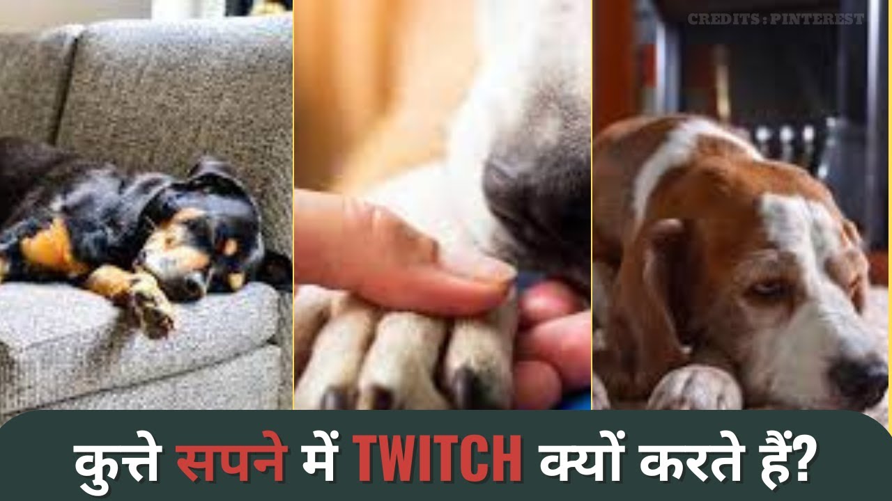 कुत्ते सपने में क्यों twitch करते है? | Why Do Dogs Twitch in Their Sleep?