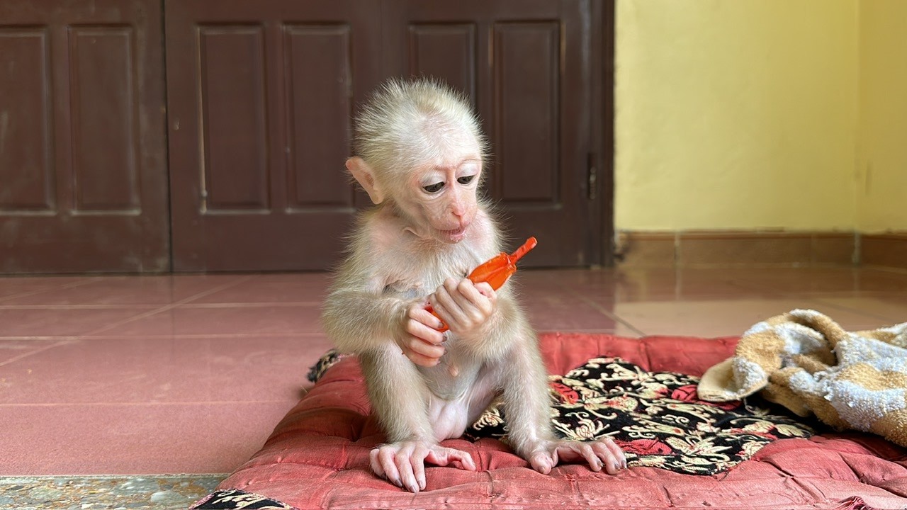 No Milk, No Food — Can This Family Save the Weak Baby Monkey?