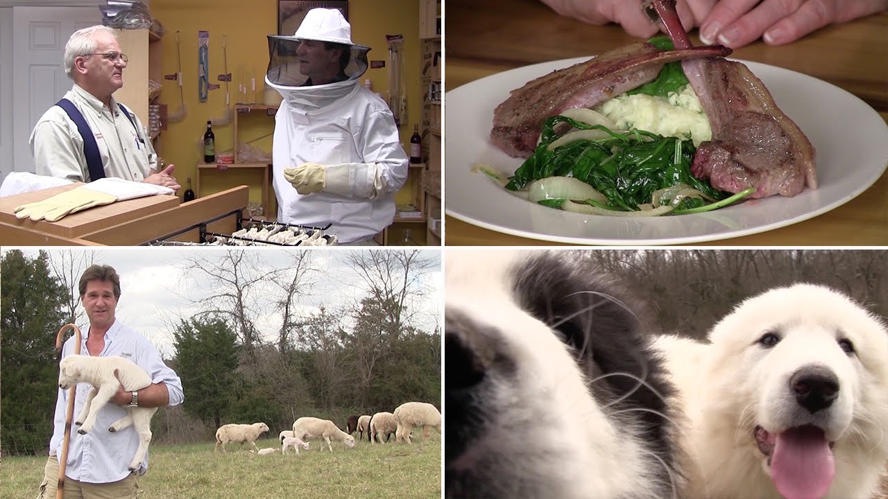 French Cut Lamb (3 Ways) Horseradish Potatoes, Animal Fun & Starting Bees (Episode #348)