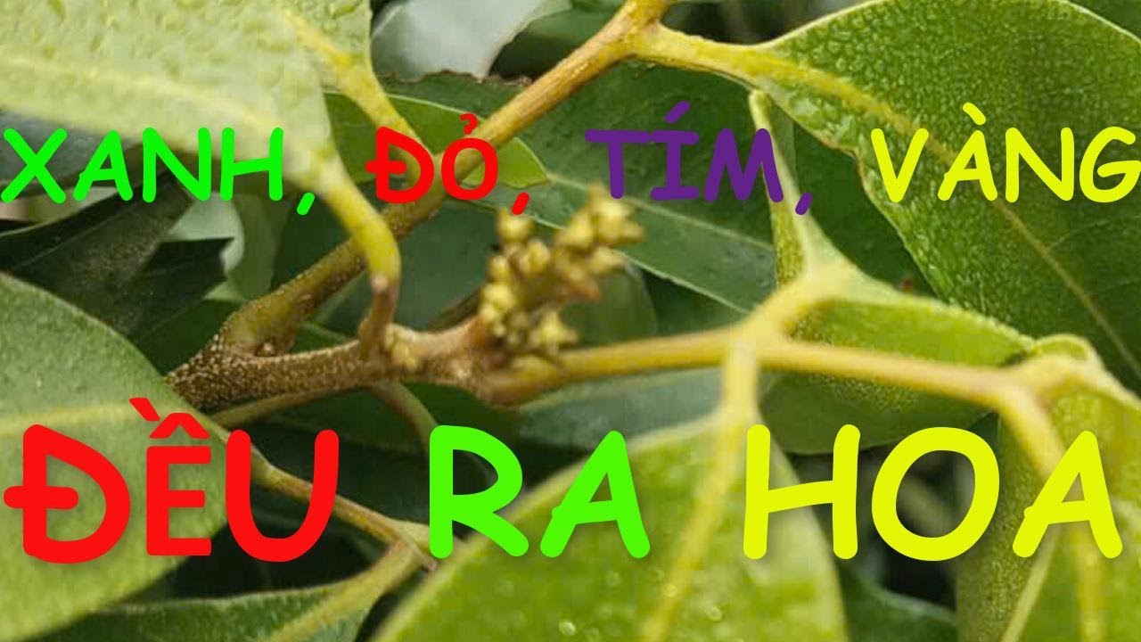Vườn này có lẽ ra hoa 100%?