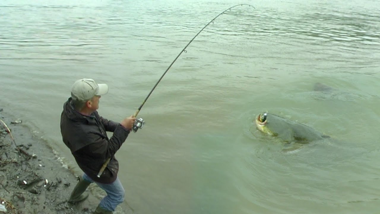 Pecanje soma na Dunavu - Đerdap - Dubinsko pecanje | Fishing catfish