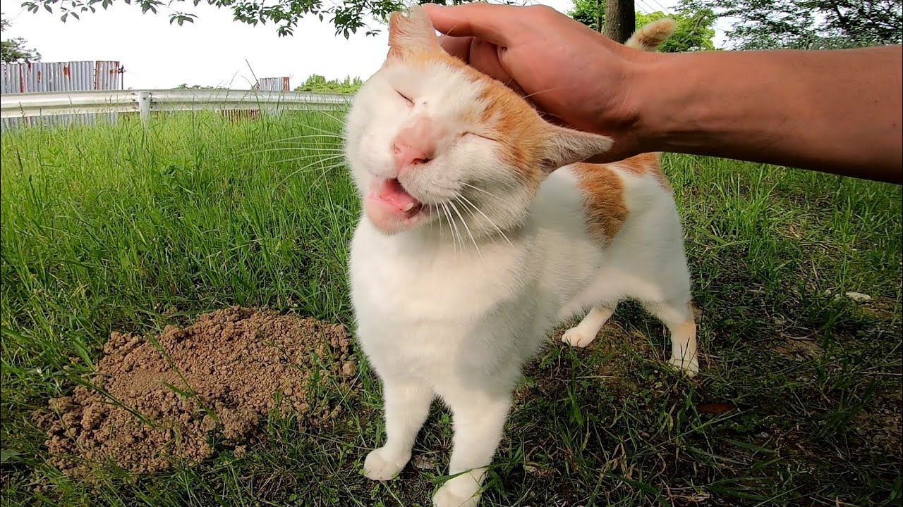 Бродячая кошка, которая отвечает Гороняну, когда гладит его по голове, слишком милая