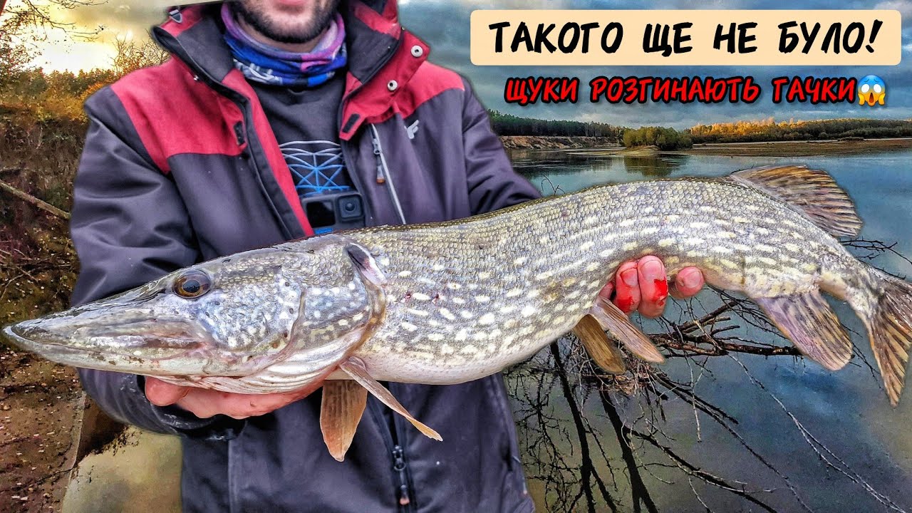 ЩУКИ і СУДАКИ ЛЮТУЮТЬ! Осінь в розпалі: час джигу на Десні