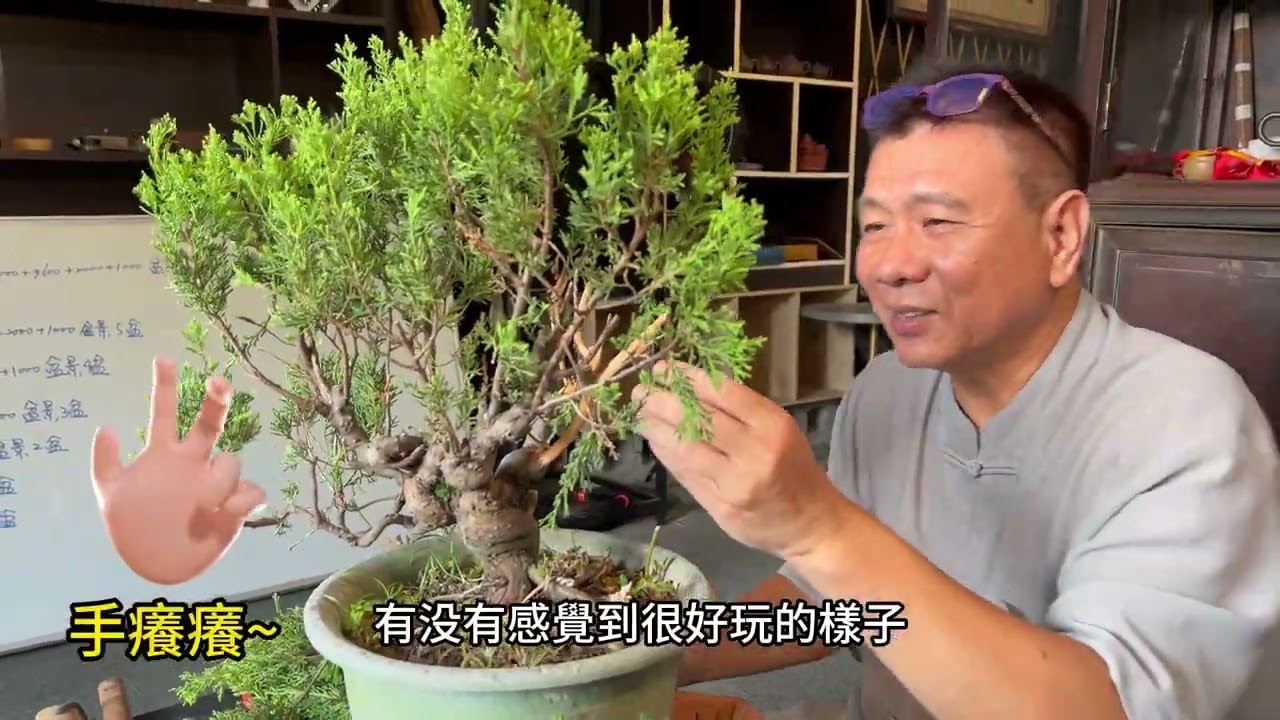 挑選到了一棵好的真柏素材，最難的一步就是要確定樹型，究竟要如何才能最快創作出最好樣子呢？#林慶祥盆景藝術創作教學#Bonsai#真柏創作造型