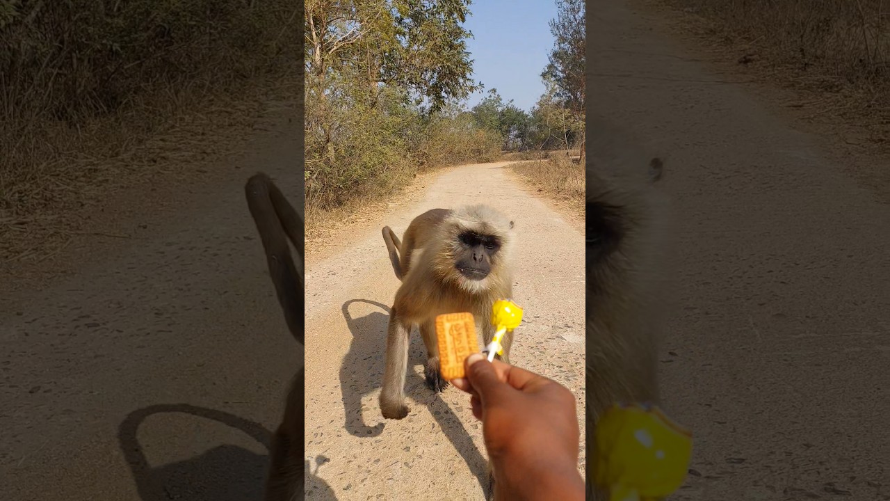 Too Close to a Wild Monkey on the Road!