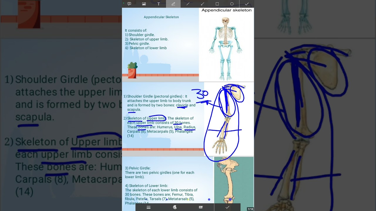 اسهل طريقةتشريح الهيكل العظمي مرحلة أولى 🦴#اكسبلور #جديد #biology #education #doctor #youtubeshorts 