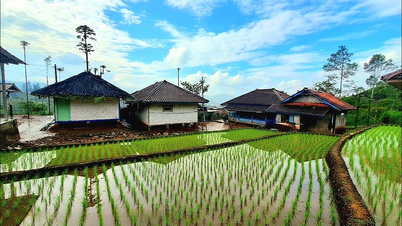 SUASANA HUJAN SAAT BERKUNJUNG DI PERKAMPUNGAN BIKIN ADEM APALAGI KAMPUNG Y MASIH BEGINI