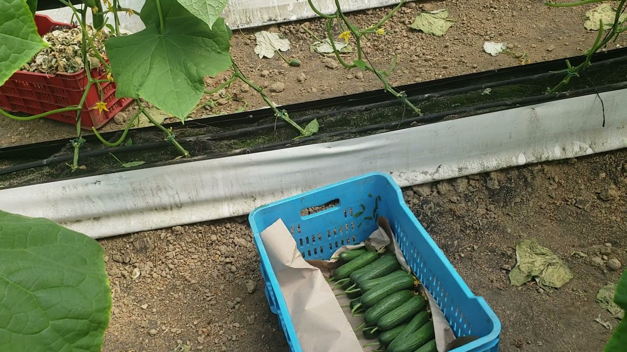 CULTIVO EN SUSTRATO #PEPINO PERSA